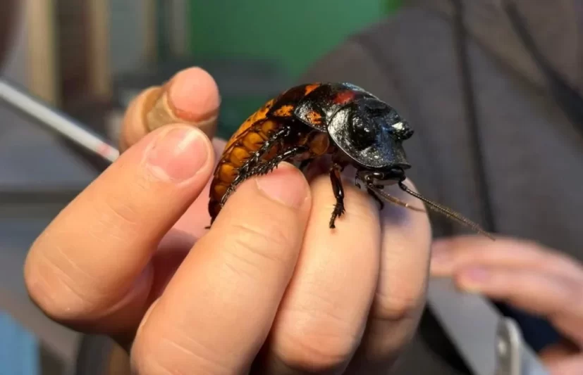 Crianças estão em férias? Confira programação gratuita no Planeta Inseto