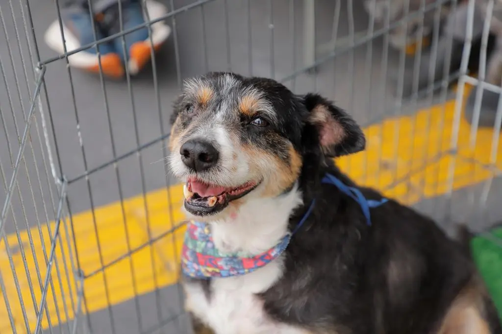 Barueri promove feiras de adoção de pets em janeiro; confira datas e locais