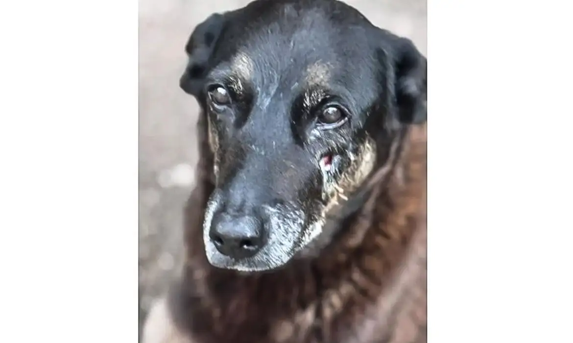 Hospital veterinário municipal passa a funcionar 24 horas em São Paulo