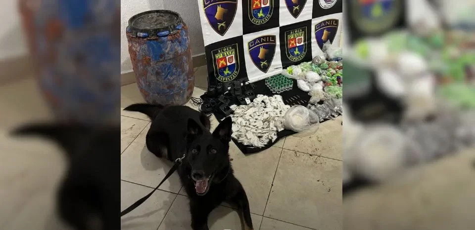 Cão farejador encontra esconderijos e PM apreende quase 17 kg de drogas em Osasco