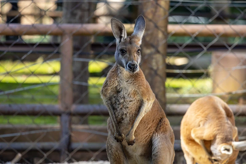 Cangurus gigantes chegam ao Zoológico de São Paulo e viram nova atração do parque
