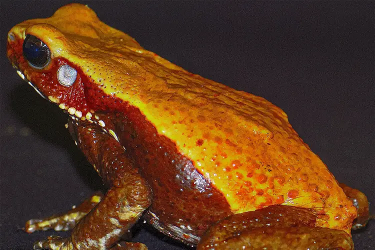 Veneno de sapo da Amazônia pode virar arma contra superbactérias, diz Butantan