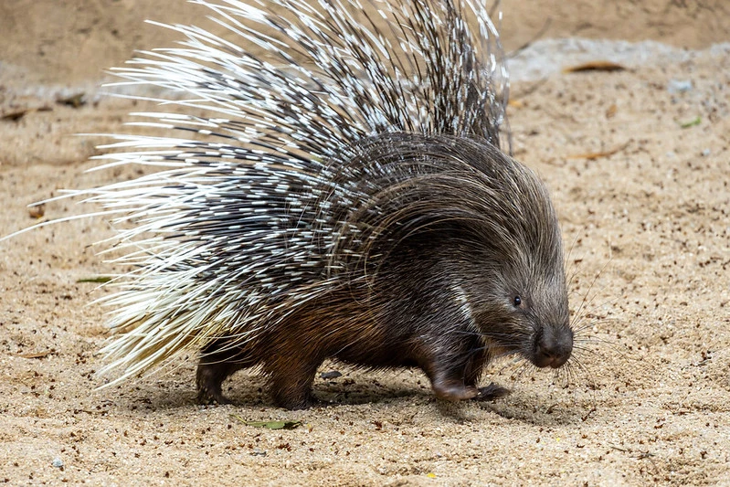 Zoológico de SP recebe porcos espinhos africanos inéditos no Brasil