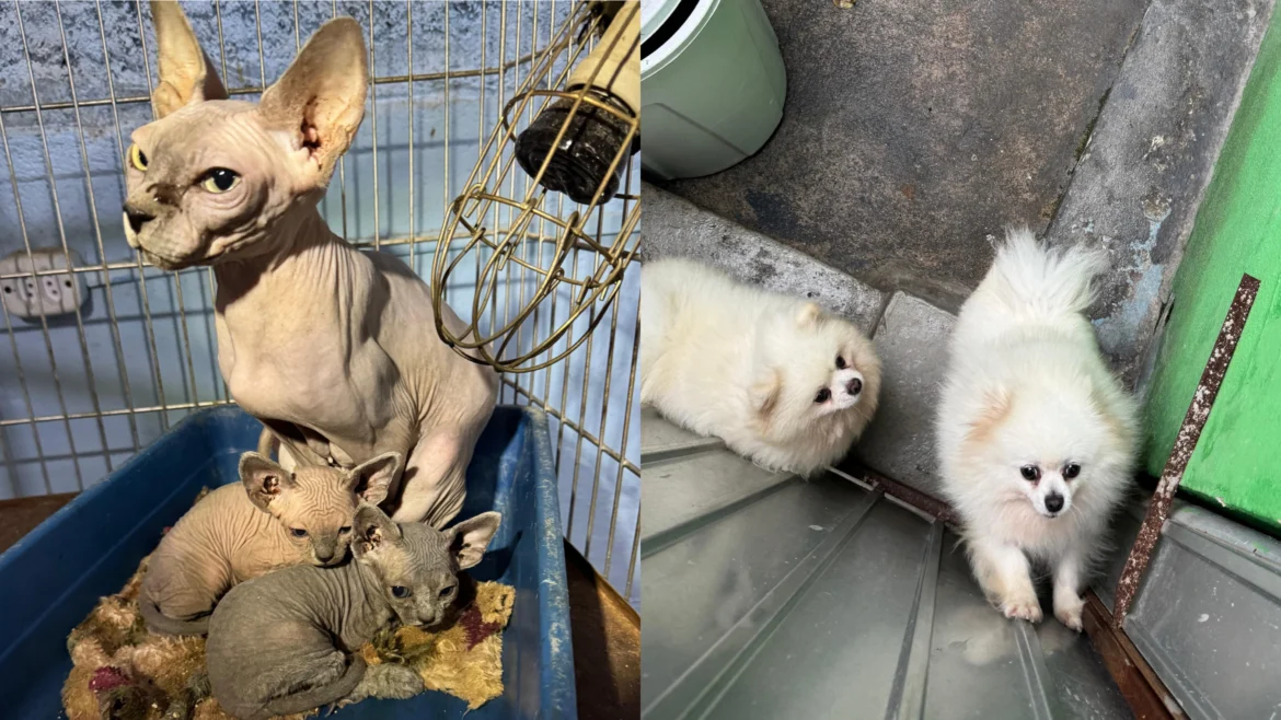 Mulher é presa após polícia resgatar 141 cães e gatos em imóvel na Zona Leste de SP