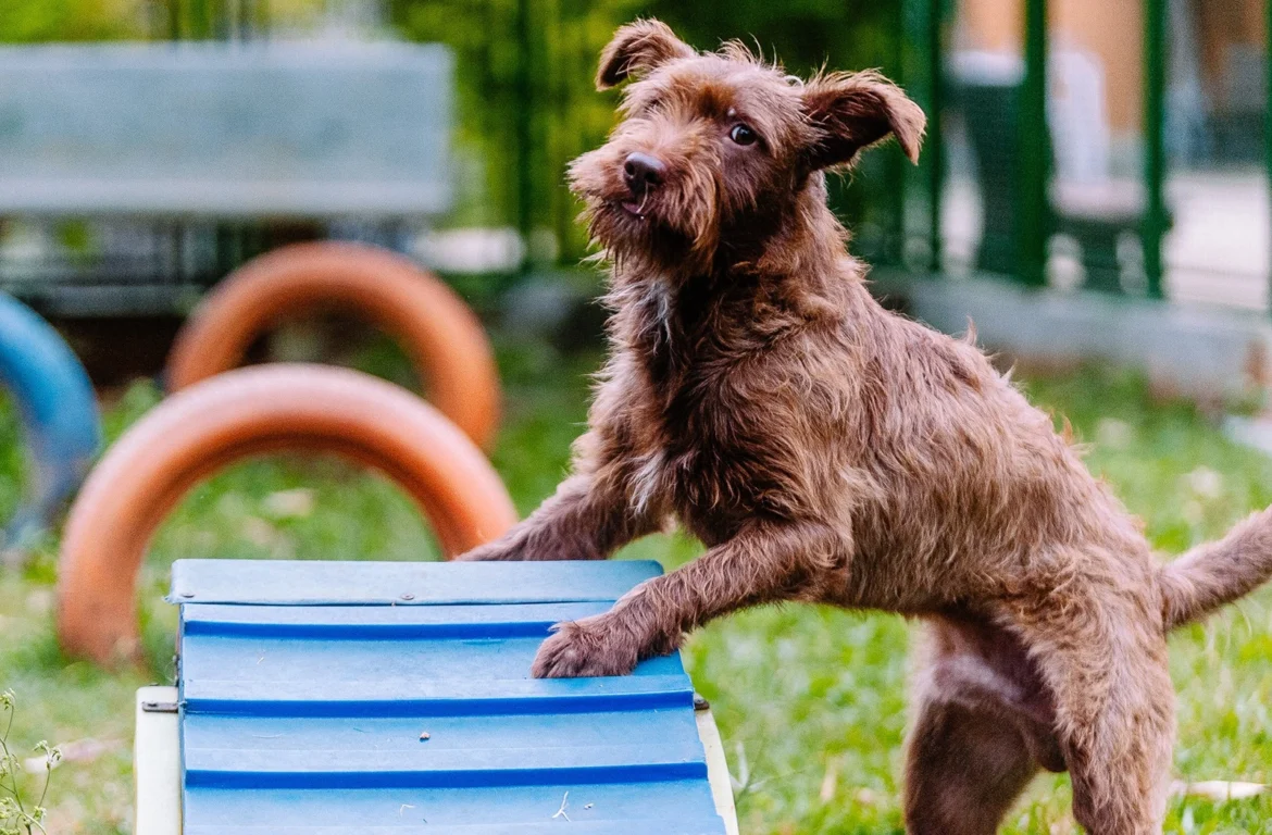 Prefeitura de SP abre inscrições para evento que incentiva adoção de cães e gatos