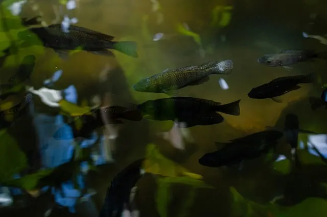 Estudo identifica bactéria inédita em peixes de cultivo no Brasil