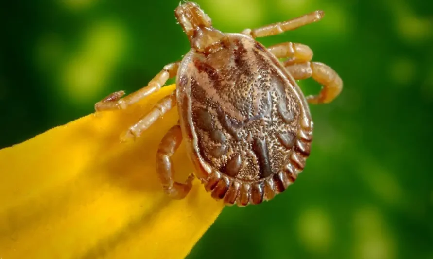 Febre maculosa mata 18 em SP; veja sintomas e como evitar