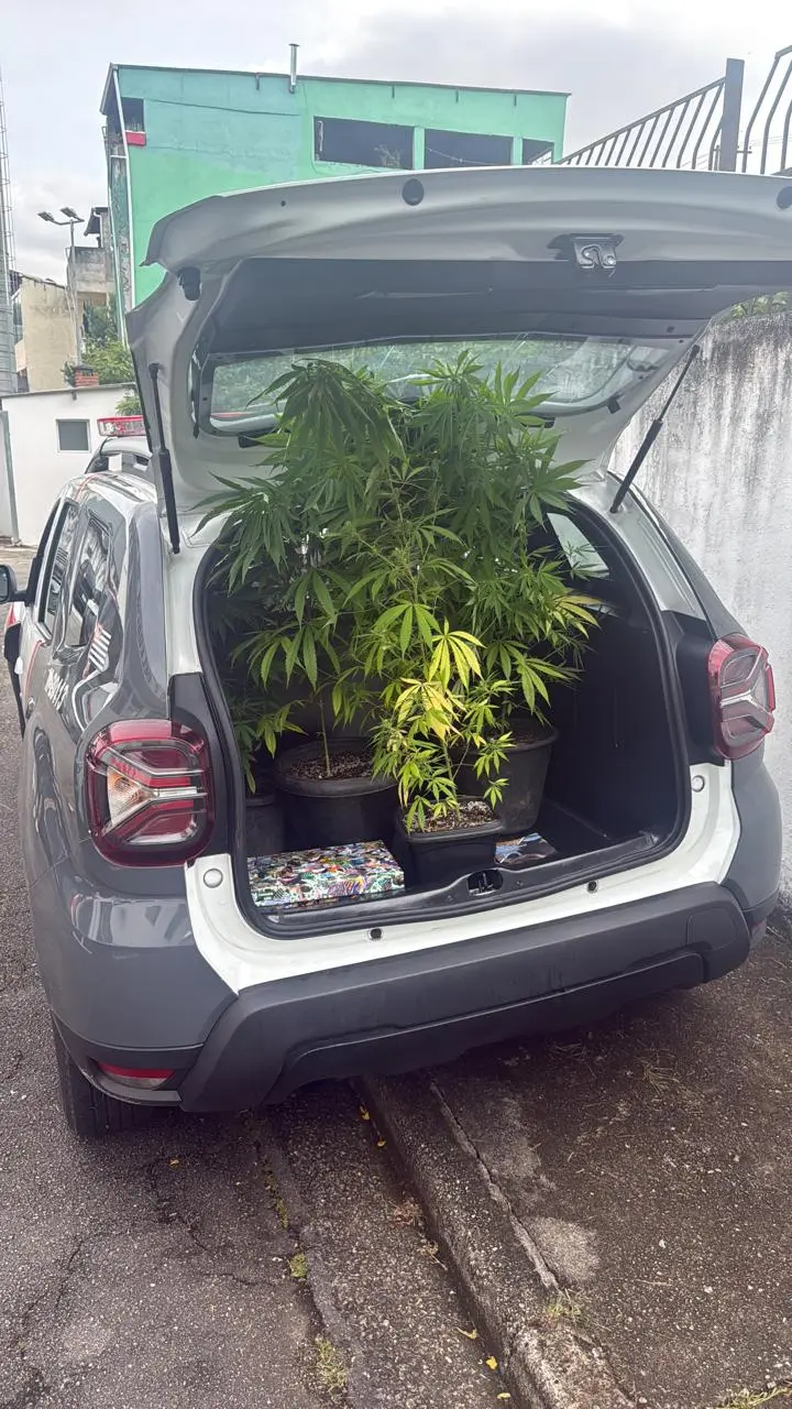 PM encontra seis pés de maconha em casa em Barueri